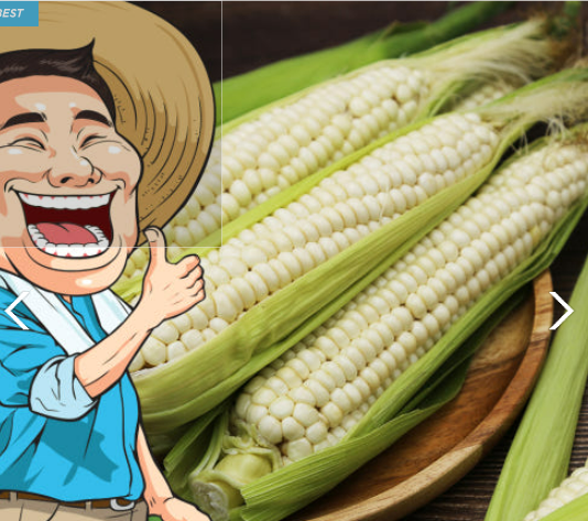 865727ef0c02d8d0ec99d45624c80083_1752571458_8928.png 865727ef0c02d8d0ec99d45624c80083_1752571458_8928.png